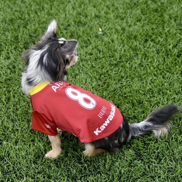 キッズユニフォーム、ドッグユニフォーム受注販売のお知らせ